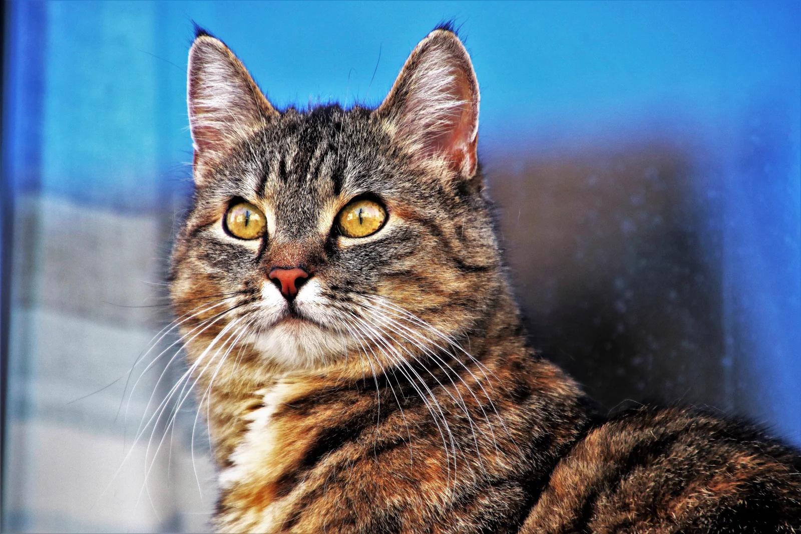 A clear tabby cat portrait with visible eyes, ears, and fur markings