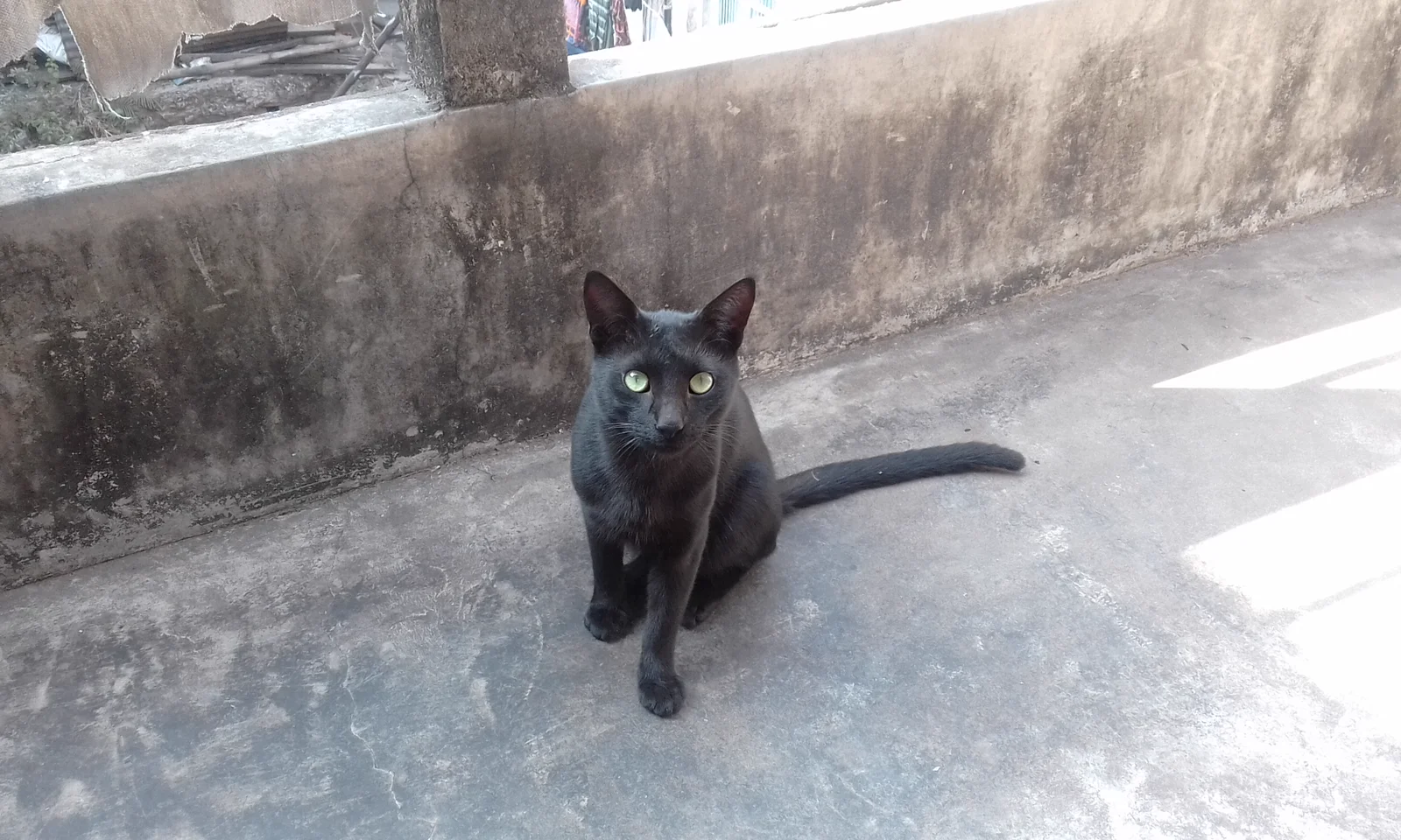 A seated black cat with visible eyes, chest, and front legs