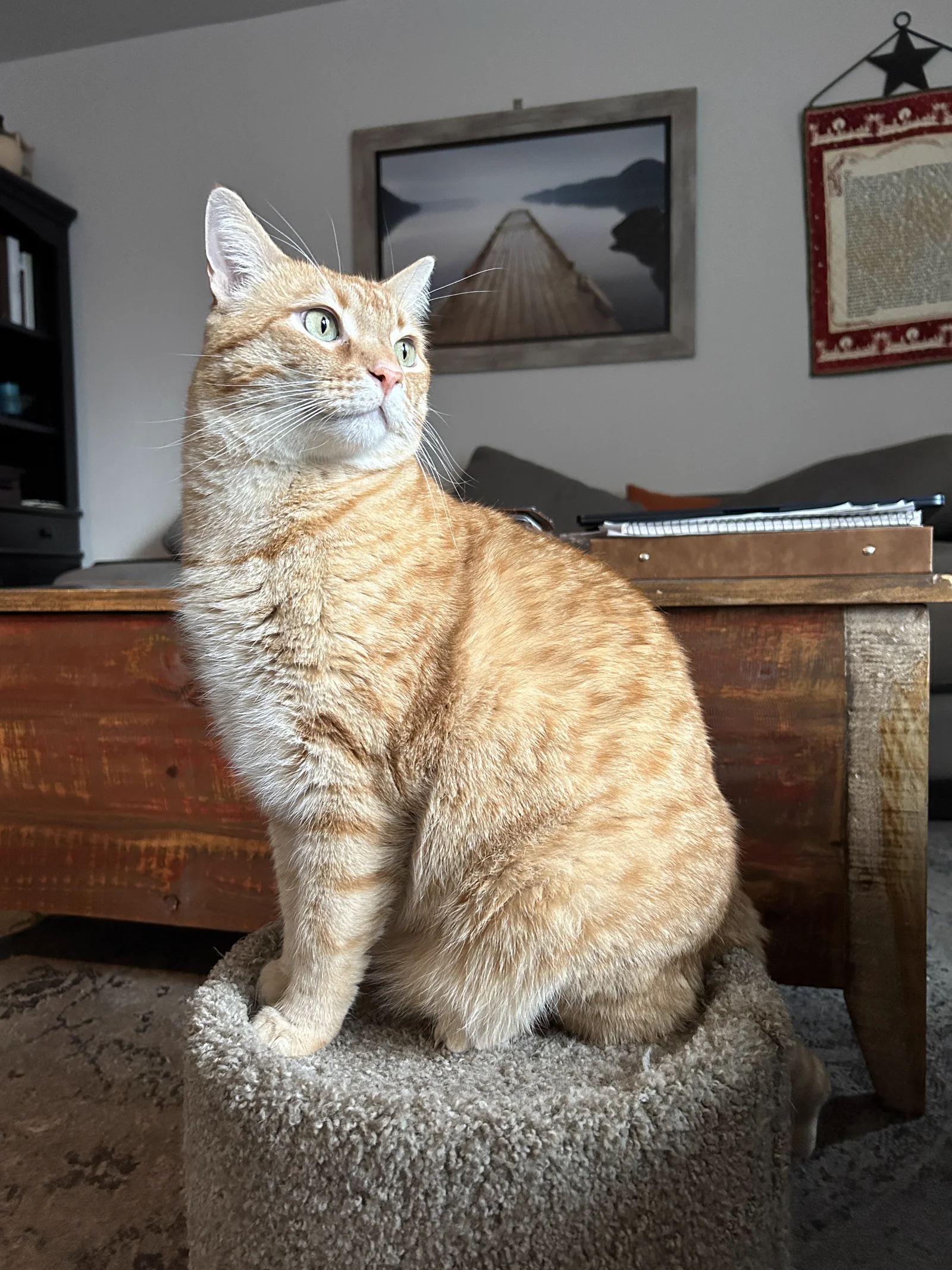 An orange tabby cat seated on a cat house with its front legs visible