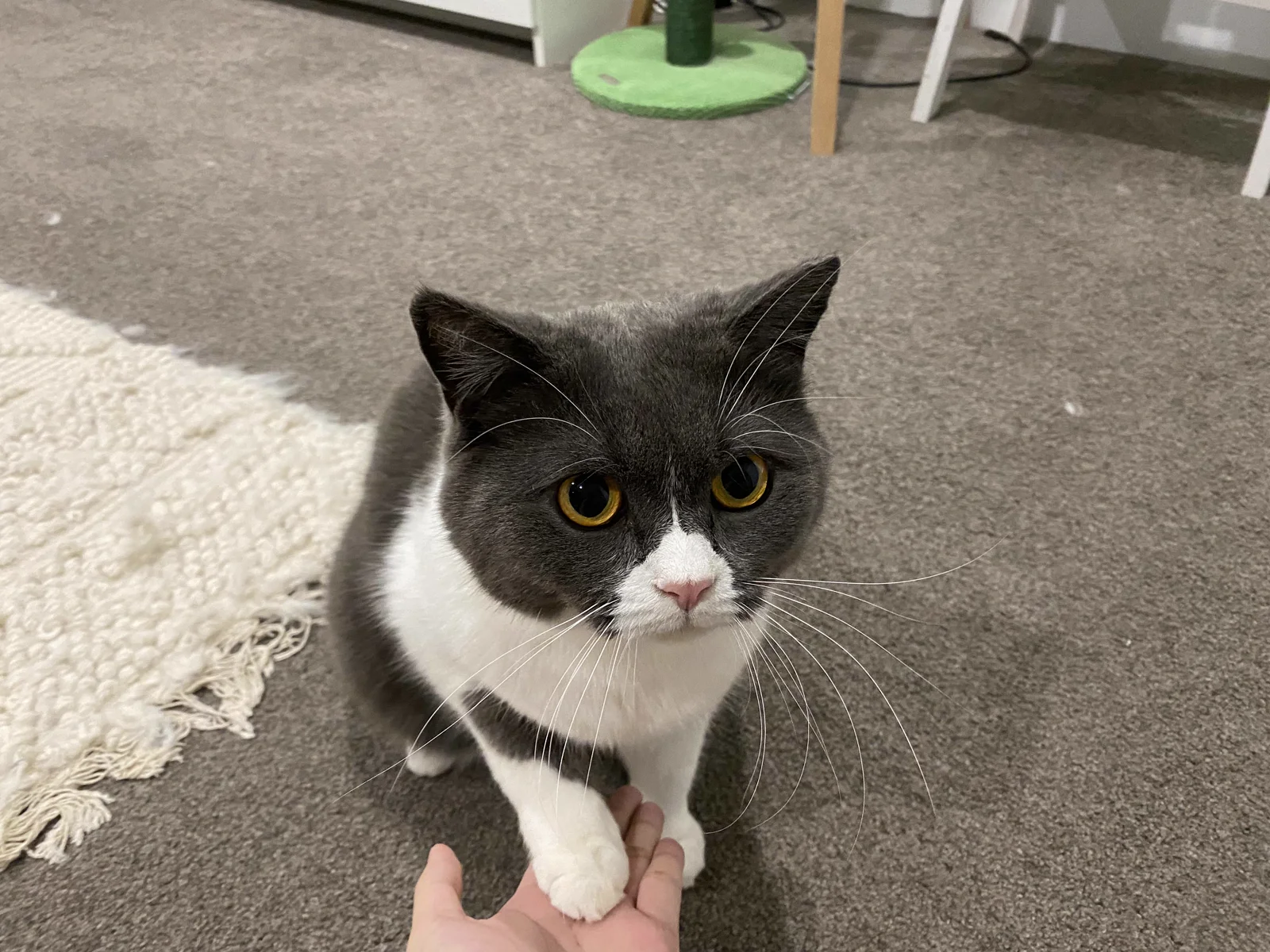 A gray and white cat placing its front paw into a human hand