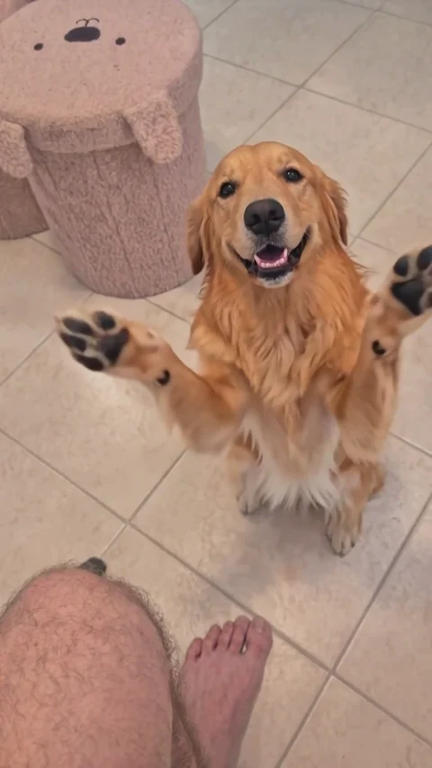 A golden retriever sitting upright with both front paws raised toward a person